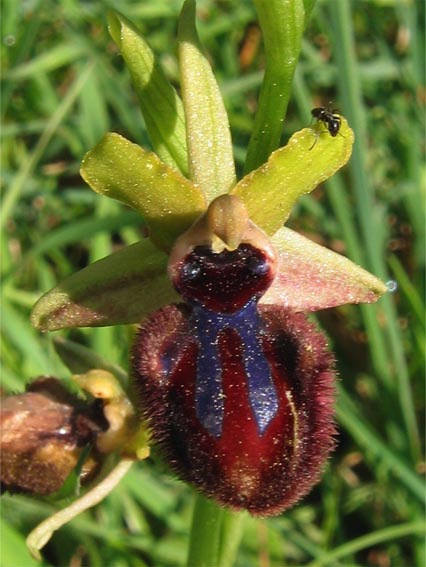 Or. papilionacea, Op. tenthredinifera, Op. sphegodes .......